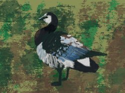 Barnacle goose